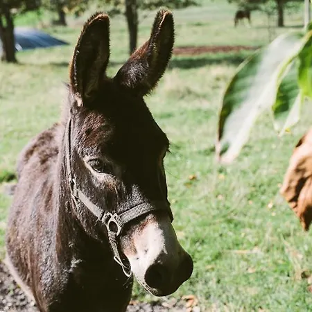 Hof Georgenhoehe 아파트 뤼헨