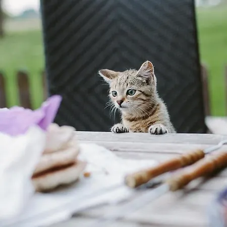 Hof Georgenhoehe 아파트 뤼헨